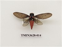 藏品(黑翅蟬)的圖片